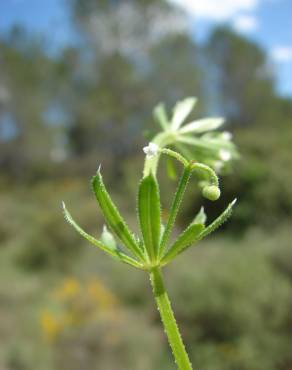 Fotografia 14 da espécie Galium tricornutum no Jardim Botânico UTAD