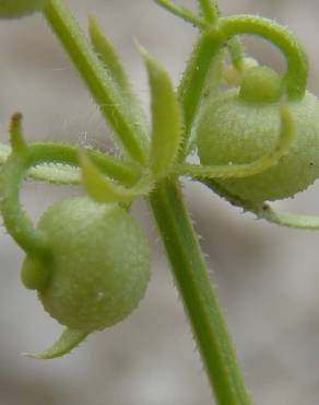 Fotografia 15 da espécie Galium tricornutum no Jardim Botânico UTAD