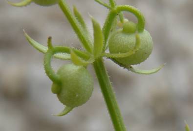 Fotografia da espécie Galium tricornutum