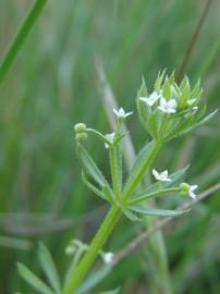 Fotografia da espécie Galium tricornutum