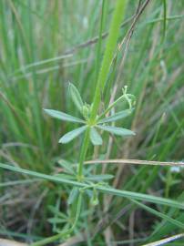 Fotografia da espécie Galium tricornutum