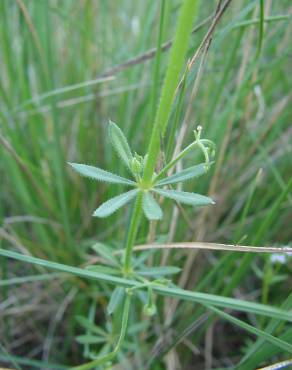 Fotografia 17 da espécie Galium tricornutum no Jardim Botânico UTAD