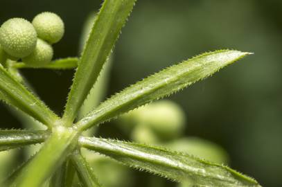 Fotografia da espécie Galium tricornutum