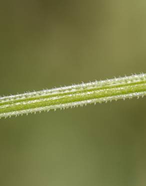 Fotografia 19 da espécie Galium tricornutum no Jardim Botânico UTAD