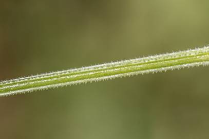 Fotografia da espécie Galium tricornutum