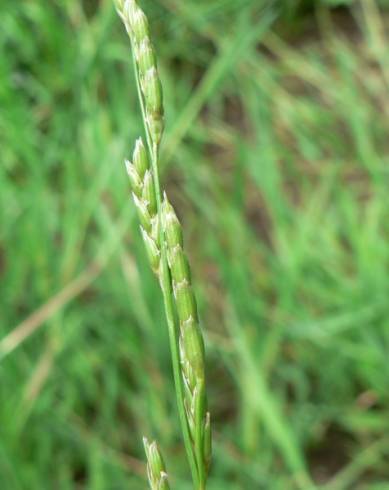 Fotografia de capa Glyceria declinata - do Jardim Botânico