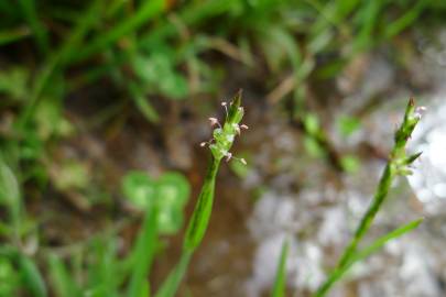 Fotografia da espécie Glyceria declinata