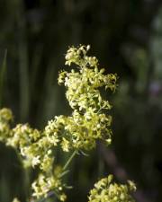 Fotografia da espécie Galium belizianum