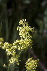 Fotografia da espécie Galium belizianum