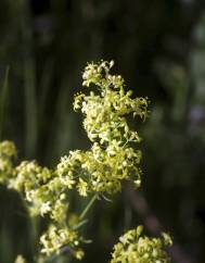 Galium belizianum