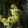 Fotografia 1 da espécie Galium belizianum do Jardim Botânico UTAD