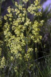 Fotografia da espécie Galium belizianum