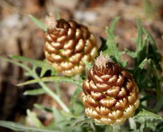 Fotografia da espécie Rhaponticum coniferum