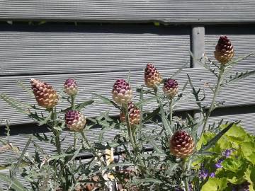 Fotografia da espécie Rhaponticum coniferum