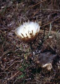 Fotografia da espécie Rhaponticum coniferum