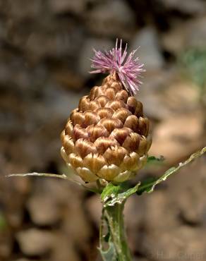 Fotografia 1 da espécie Rhaponticum coniferum no Jardim Botânico UTAD