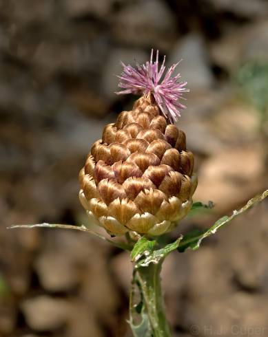 Fotografia de capa Rhaponticum coniferum - do Jardim Botânico