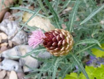 Fotografia da espécie Rhaponticum coniferum