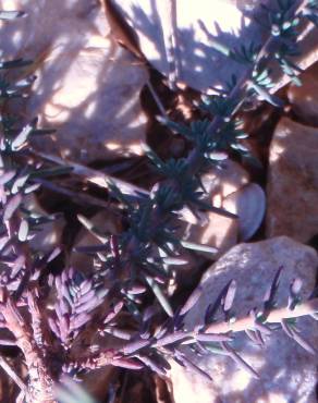Fotografia 5 da espécie Fumana laevipes no Jardim Botânico UTAD