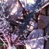 Fotografia 5 da espécie Fumana laevipes do Jardim Botânico UTAD
