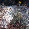 Fotografia 6 da espécie Fumana laevipes do Jardim Botânico UTAD