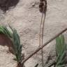 Fotografia 8 da espécie Fumana laevipes do Jardim Botânico UTAD