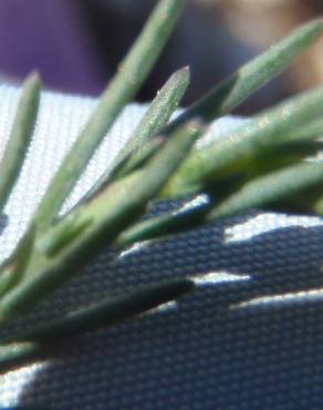 Fotografia 9 da espécie Fumana laevipes no Jardim Botânico UTAD