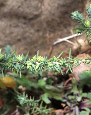 Fotografia 17 da espécie Fumana laevipes no Jardim Botânico UTAD