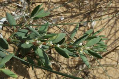 Fotografia da espécie Polygonum maritimum