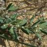 Fotografia 5 da espécie Polygonum maritimum do Jardim Botânico UTAD