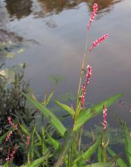 Polygonum minus