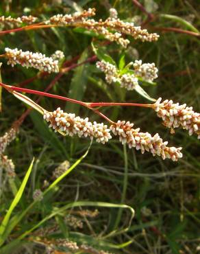 Fotografia 3 da espécie Polygonum lapathifolium no Jardim Botânico UTAD