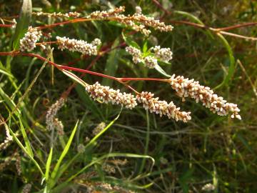 Fotografia da espécie Polygonum lapathifolium