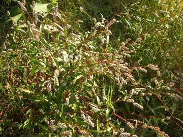 Fotografia da espécie Polygonum lapathifolium