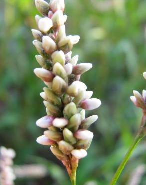 Fotografia 7 da espécie Polygonum lapathifolium no Jardim Botânico UTAD