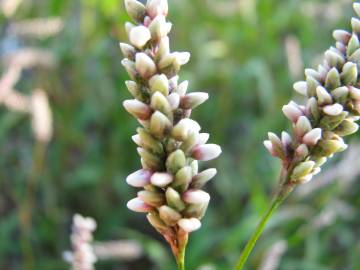 Fotografia da espécie Polygonum lapathifolium