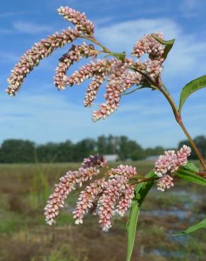 Fotografia 8 da espécie Polygonum lapathifolium no Jardim Botânico UTAD