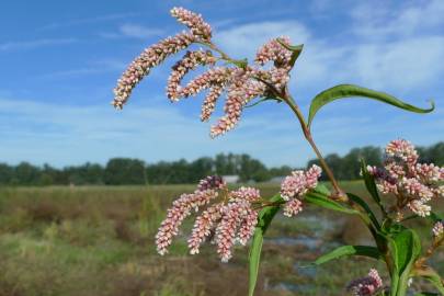 Fotografia da espécie Polygonum lapathifolium