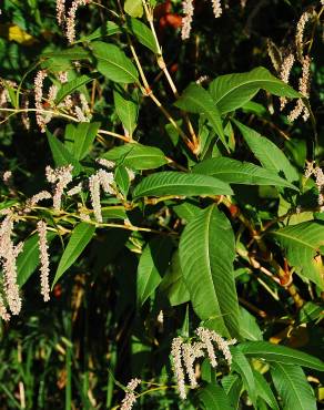 Fotografia 9 da espécie Polygonum lapathifolium no Jardim Botânico UTAD