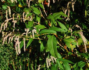 Fotografia da espécie Polygonum lapathifolium