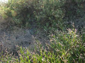 Fotografia da espécie Polygonum lapathifolium