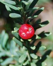 Fotografia da espécie Podocarpus lawrencei