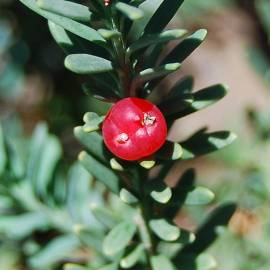 Fotografia da espécie Podocarpus lawrencei