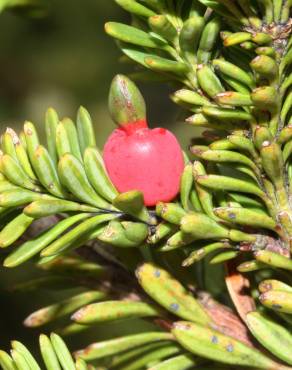 Fotografia 3 da espécie Podocarpus lawrencei no Jardim Botânico UTAD