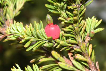 Fotografia da espécie Podocarpus lawrencei