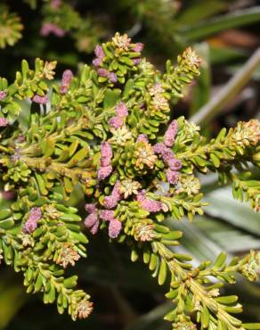Fotografia 4 da espécie Podocarpus lawrencei no Jardim Botânico UTAD