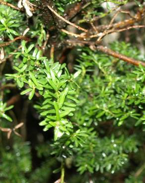 Fotografia 5 da espécie Podocarpus lawrencei no Jardim Botânico UTAD