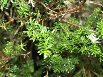 Fotografia da espécie Podocarpus lawrencei