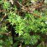 Fotografia 5 da espécie Podocarpus lawrencei do Jardim Botânico UTAD