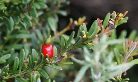 Fotografia da espécie Podocarpus lawrencei